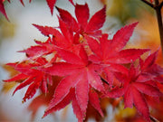 - FOR PICK UP ONLY | Acer palmatum 'Summer Gold' Japanese Maple | DOES NOT SHIP - Mr Maple │ Buy Japanese Maple Trees