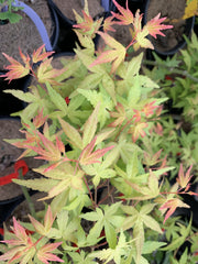 - FOR PICK UP ONLY | Acer palmatum 'Golden Falls' Weeping Golden Japanese Maple | DOES NOT SHIP - Mr Maple │ Buy Japanese Maple Trees