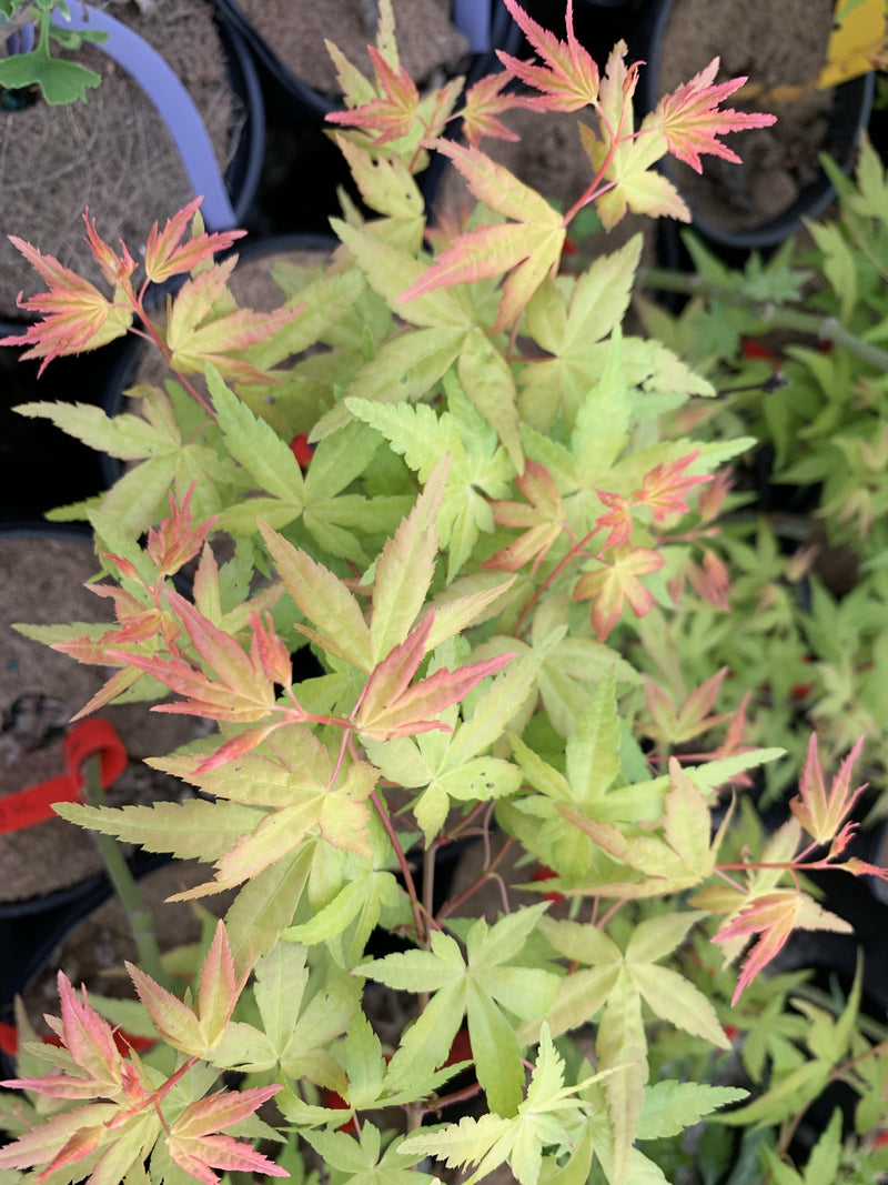 - FOR PICK UP ONLY | Acer palmatum 'Golden Falls' Weeping Golden Japanese Maple | DOES NOT SHIP - Mr Maple │ Buy Japanese Maple Trees