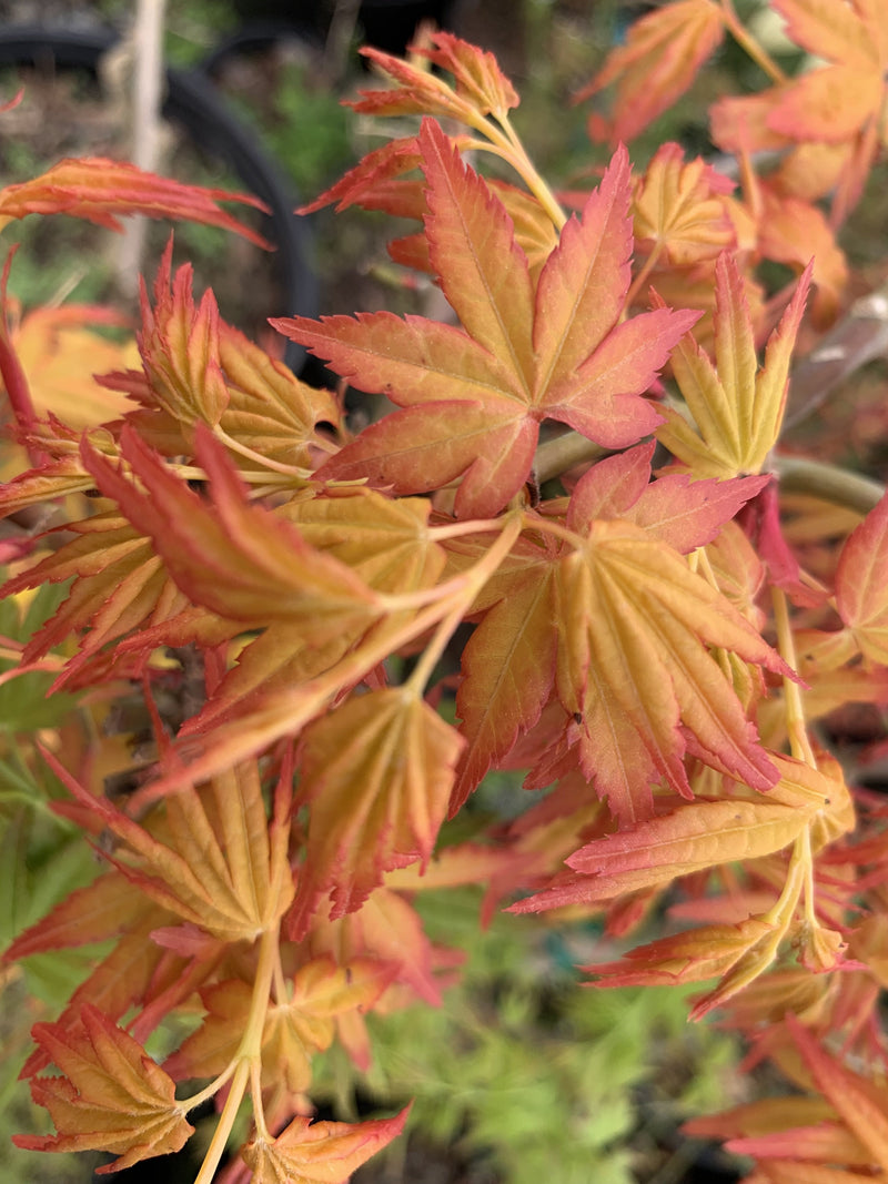 - FOR PICK UP ONLY | Acer palmatum 'Golden Falls' Weeping Golden Japanese Maple | DOES NOT SHIP - Mr Maple │ Buy Japanese Maple Trees