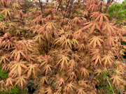 - FOR PICKUP ONLY | Acer palmatum 'Nebula' Variegated Japanese Maple | DOES NOT SHIP - Mr Maple │ Buy Japanese Maple Trees