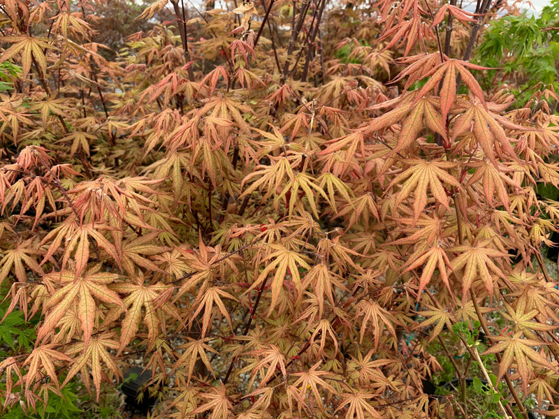 - FOR PICKUP ONLY | Acer palmatum 'Nebula' Variegated Japanese Maple | DOES NOT SHIP - Mr Maple │ Buy Japanese Maple Trees