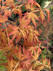- FOR PICK UP ONLY | Acer palmatum 'Golden Falls' Weeping Golden Japanese Maple | DOES NOT SHIP - Mr Maple │ Buy Japanese Maple Trees