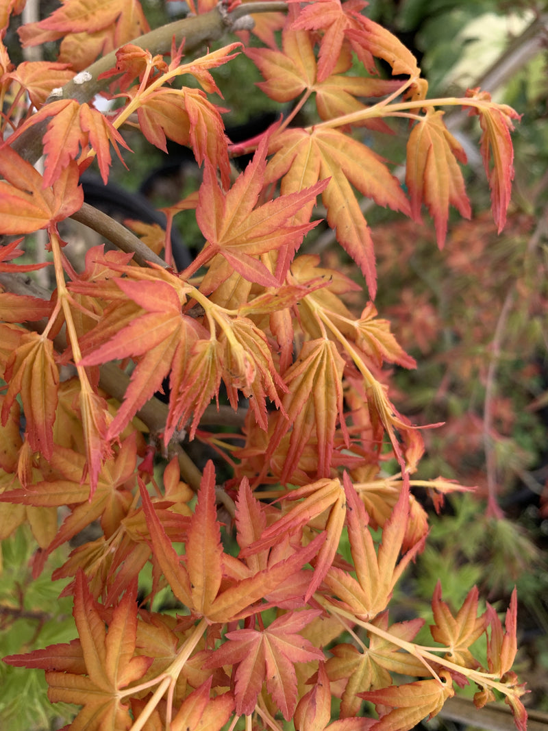 - FOR PICK UP ONLY | Acer palmatum 'Golden Falls' Weeping Golden Japanese Maple | DOES NOT SHIP - Mr Maple │ Buy Japanese Maple Trees