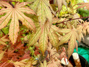 - FOR PICKUP ONLY | Acer palmatum 'Nebula' Variegated Japanese Maple | DOES NOT SHIP - Mr Maple │ Buy Japanese Maple Trees