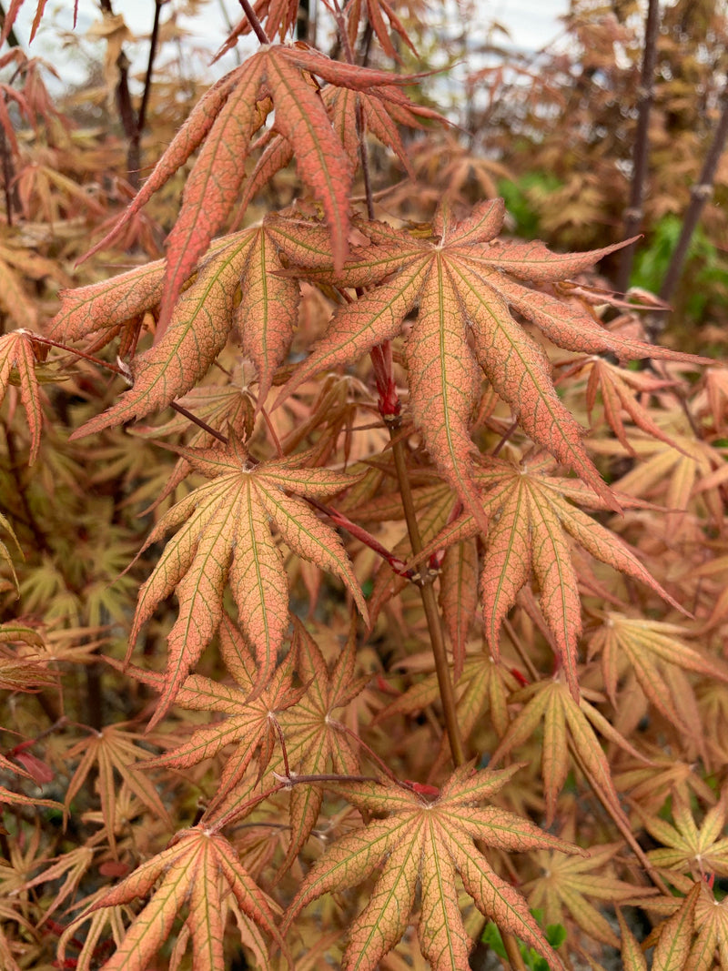 - FOR PICKUP ONLY | Acer palmatum 'Nebula' Variegated Japanese Maple | DOES NOT SHIP - Mr Maple │ Buy Japanese Maple Trees