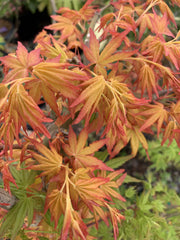 - FOR PICK UP ONLY | Acer palmatum 'Golden Falls' Weeping Golden Japanese Maple | DOES NOT SHIP - Mr Maple │ Buy Japanese Maple Trees