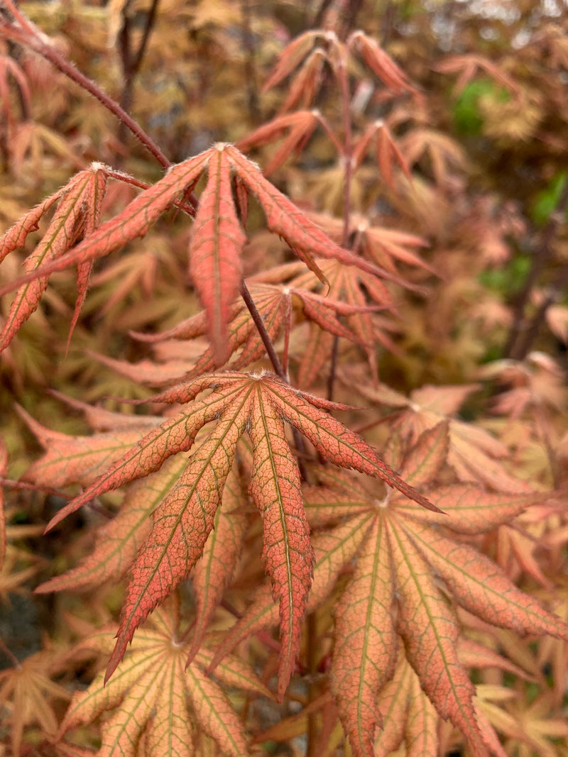 - FOR PICKUP ONLY | Acer palmatum 'Nebula' Variegated Japanese Maple | DOES NOT SHIP - Mr Maple │ Buy Japanese Maple Trees