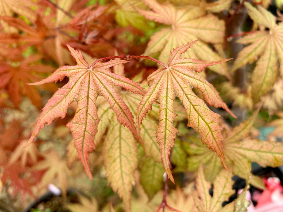 FOR PICKUP ONLY | Acer palmatum 'Nebula' Variegated Japanese Maple | DOES NOT SHIP