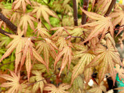 - FOR PICKUP ONLY | Acer palmatum 'Nebula' Variegated Japanese Maple | DOES NOT SHIP - Mr Maple │ Buy Japanese Maple Trees