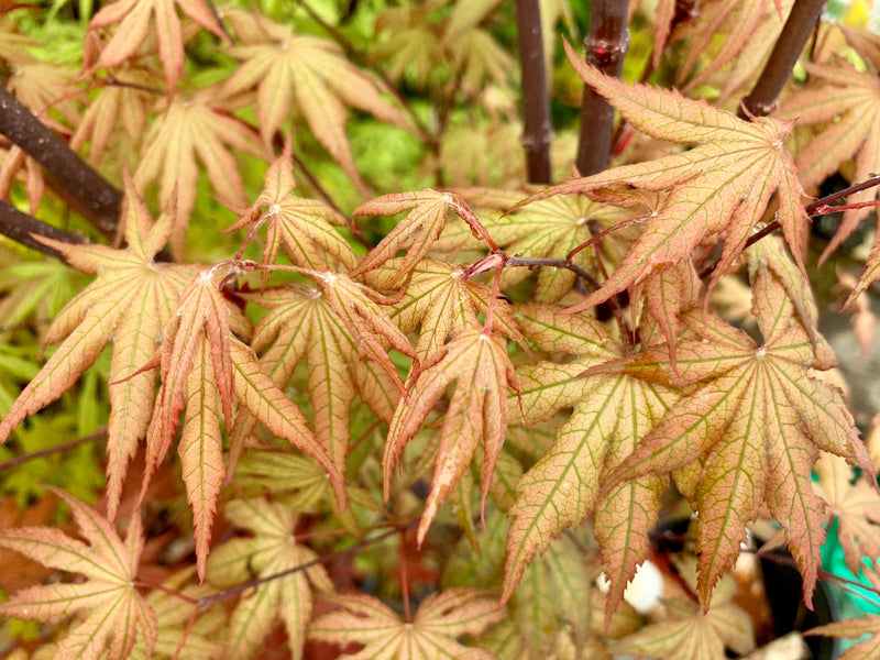 - FOR PICKUP ONLY | Acer palmatum 'Nebula' Variegated Japanese Maple | DOES NOT SHIP - Mr Maple │ Buy Japanese Maple Trees