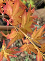 - FOR PICK UP ONLY | Acer palmatum 'Golden Falls' Weeping Golden Japanese Maple | DOES NOT SHIP - Mr Maple │ Buy Japanese Maple Trees