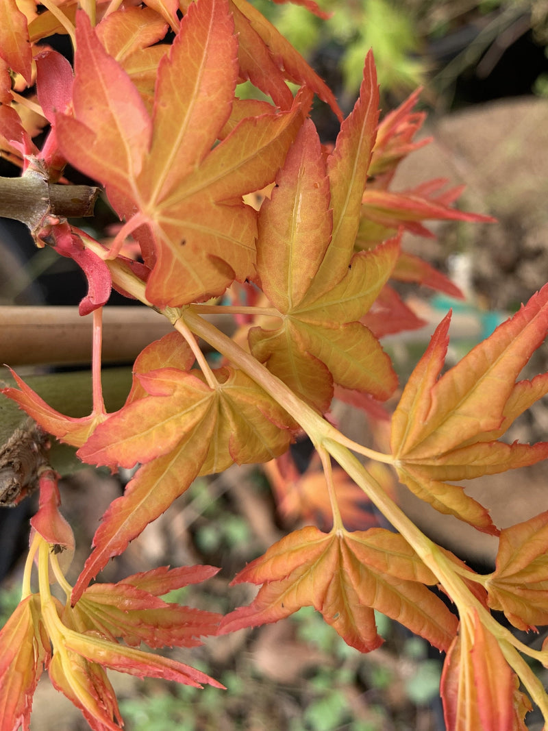 - FOR PICK UP ONLY | Acer palmatum 'Golden Falls' Weeping Golden Japanese Maple | DOES NOT SHIP - Mr Maple │ Buy Japanese Maple Trees