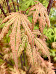 - FOR PICKUP ONLY | Acer palmatum 'Nebula' Variegated Japanese Maple | DOES NOT SHIP - Mr Maple │ Buy Japanese Maple Trees