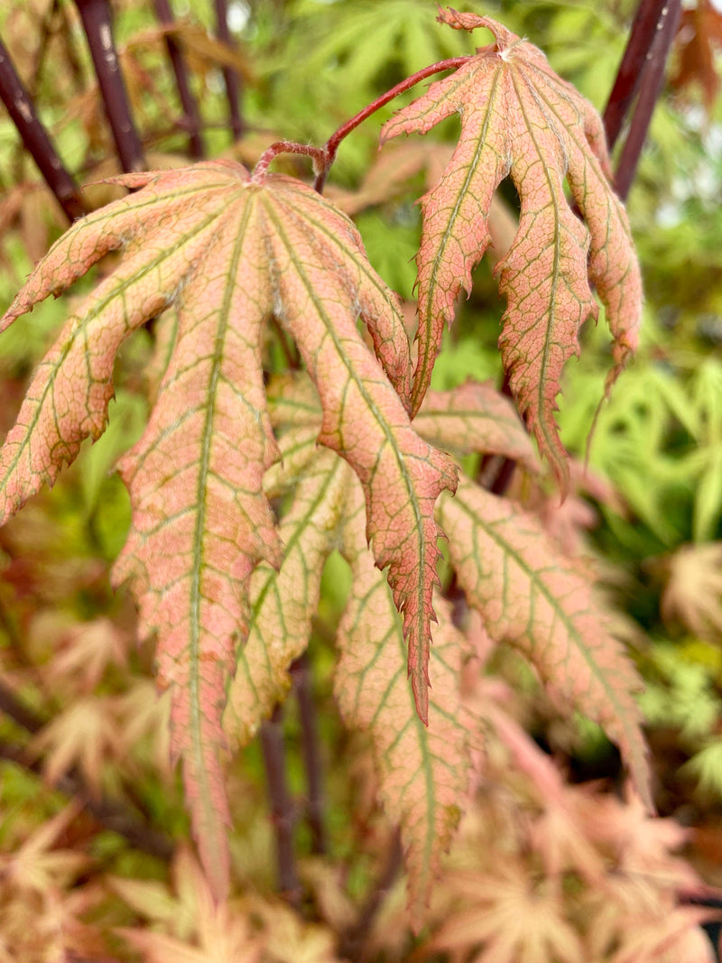 - FOR PICKUP ONLY | Acer palmatum 'Nebula' Variegated Japanese Maple | DOES NOT SHIP - Mr Maple │ Buy Japanese Maple Trees
