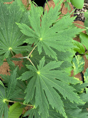 - FOR PICKUP ONLY | Acer japonicum ‘Rising Sun’ Japanese Maple | DOES NOT SHIP - Mr Maple │ Buy Japanese Maple Trees