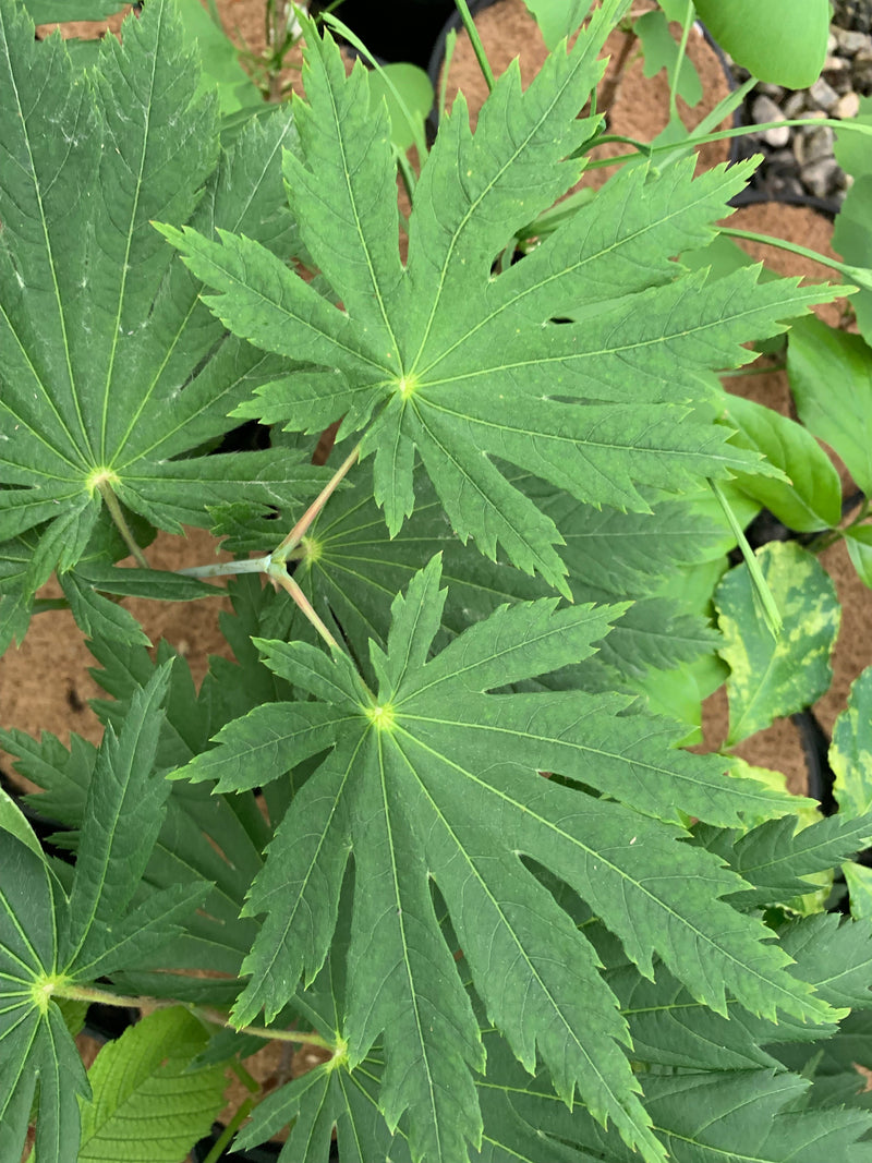 - FOR PICKUP ONLY | Acer japonicum ‘Rising Sun’ Japanese Maple | DOES NOT SHIP - Mr Maple │ Buy Japanese Maple Trees