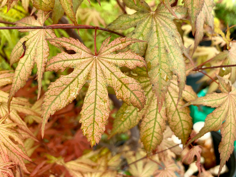 - FOR PICKUP ONLY | Acer palmatum 'Nebula' Variegated Japanese Maple | DOES NOT SHIP - Mr Maple │ Buy Japanese Maple Trees