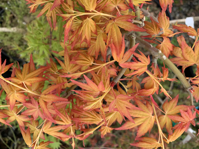 - FOR PICK UP ONLY | Acer palmatum 'Golden Falls' Weeping Golden Japanese Maple | DOES NOT SHIP - Mr Maple │ Buy Japanese Maple Trees