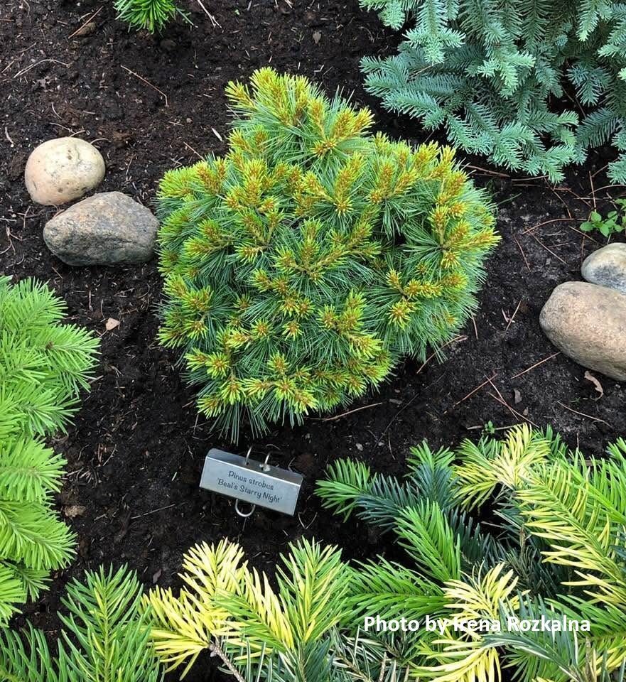 Buy Pinus strobus 'Beal's Starry Night' Dwarf Eastern White Pine — Mr