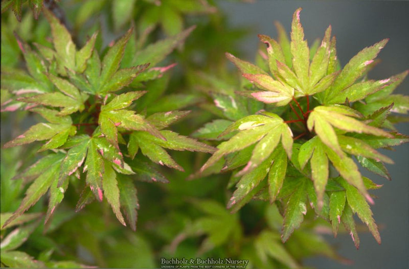 Acer palmatum 'Kasen nishiki' Variegated Japanese Maple