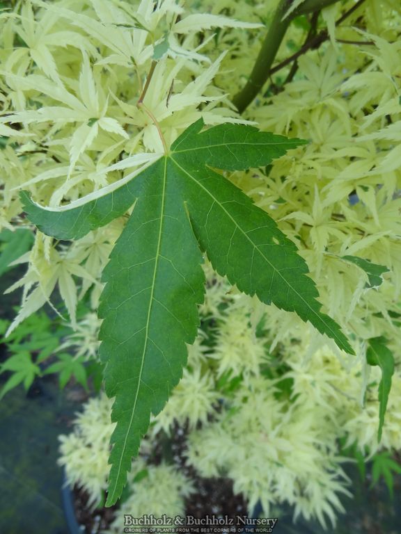 Acer palmatum 'Kasen nishiki' Variegated Japanese Maple