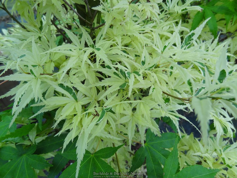 Acer palmatum 'Kasen nishiki' Variegated Japanese Maple