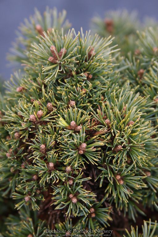 Pinus parviflora 'Kiyomatsu' Japanese White Pine