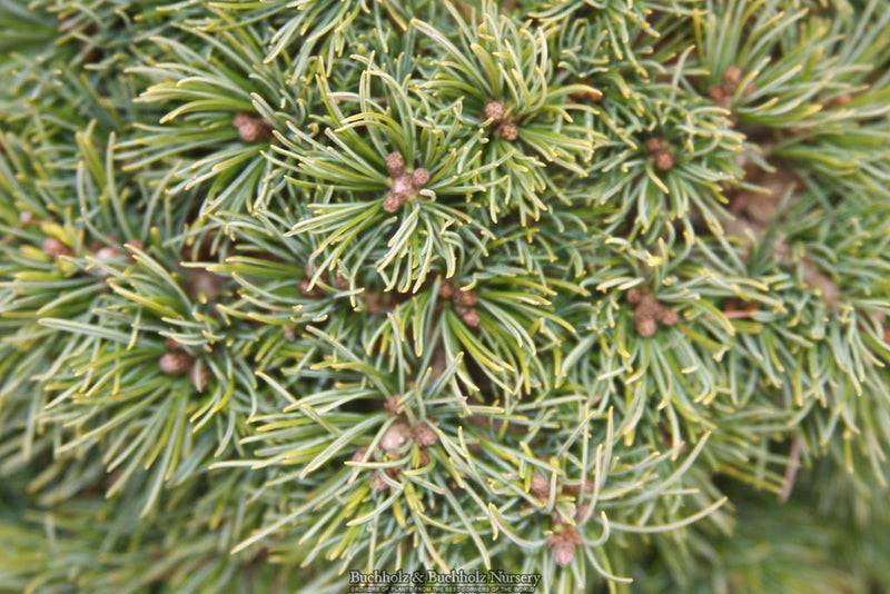 Pinus parviflora 'Kiyomatsu' Japanese White Pine