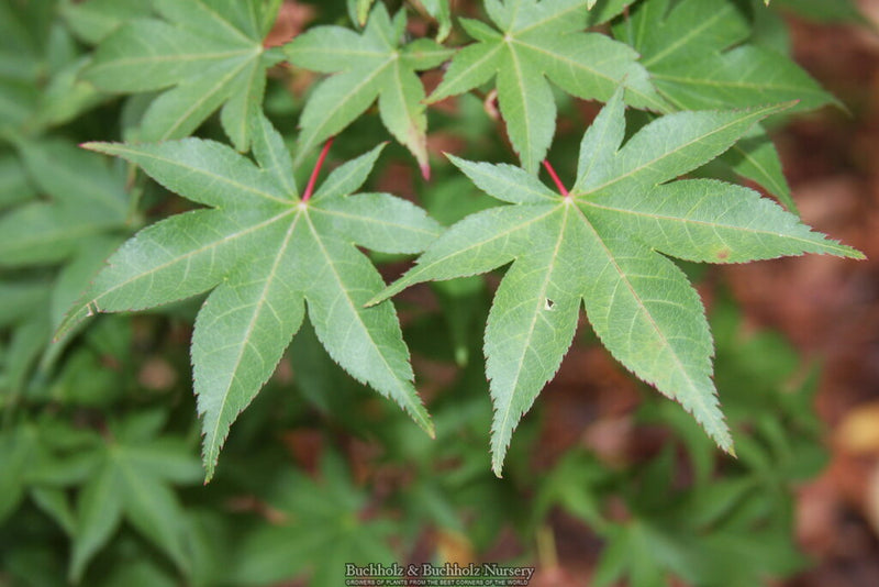 Acer palmatum 'Kogane sakae' Japanese Maple