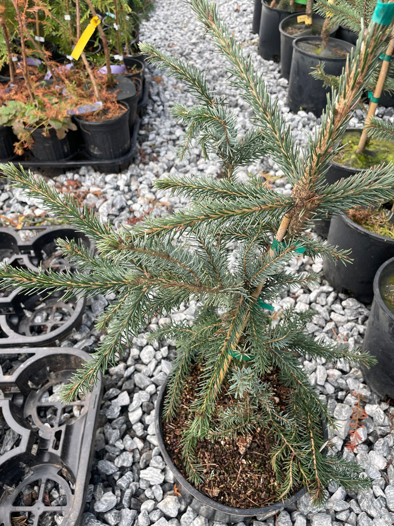 Picea omorika 'Kuck's Weeping' Serbian Spruce