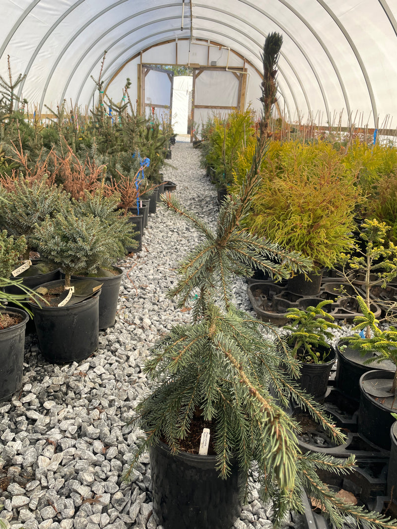 Picea omorika 'Kuck's Weeping' Serbian Spruce