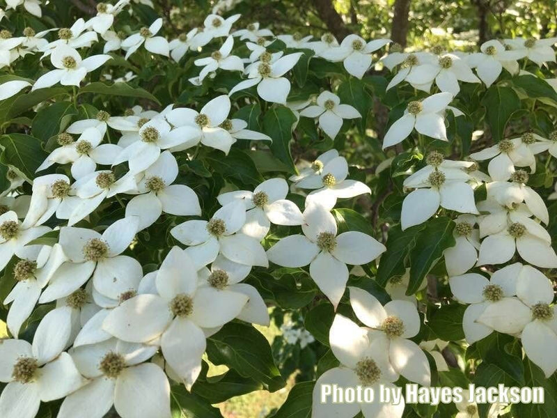 Cornus kousa var. Chinensis - Chinese Dogwood