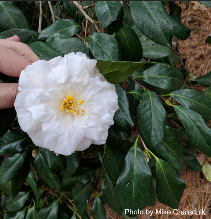 Camellia japonica 'Lester M. Allen' Pink Flowering Camellia