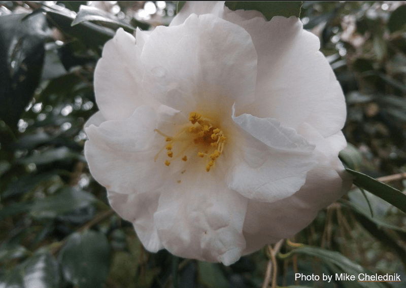 Camellia japonica 'Lester M. Allen' Pink Flowering Camellia