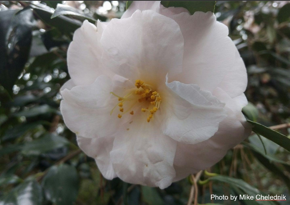 Camellia japonica 'Lester M. Allen' Pink Flowering Camellia