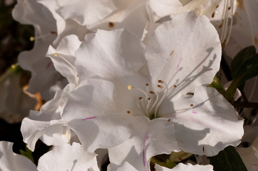 White Azaleas