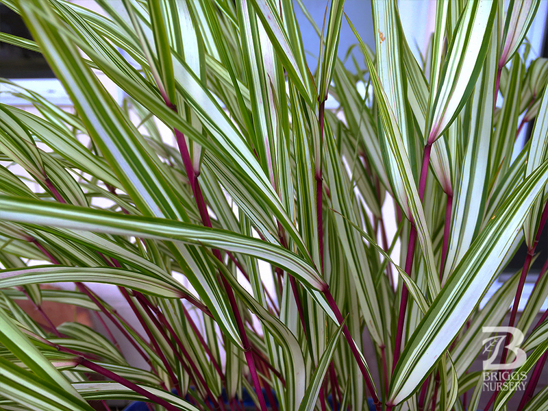 Hakonechloa macra 'Lime Zest' Japanese Forest Grass