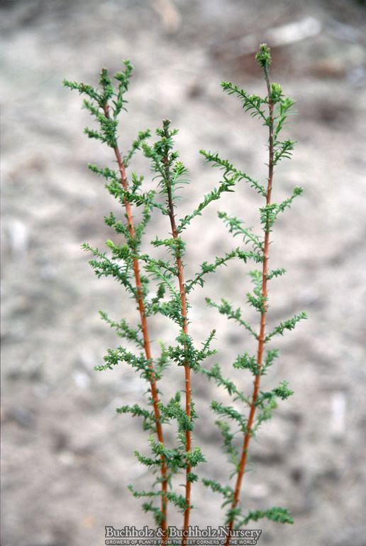 Taxodium distichum 'Little Leaf' Bald Cypress