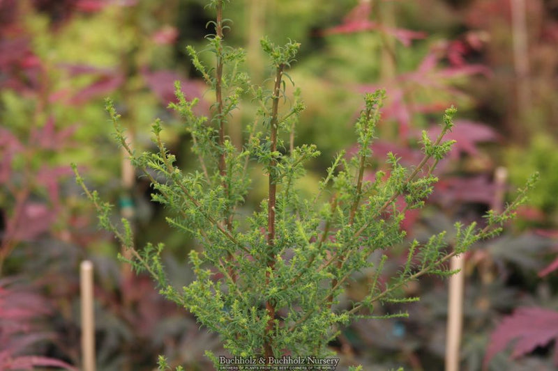 Taxodium distichum 'Little Leaf' Bald Cypress
