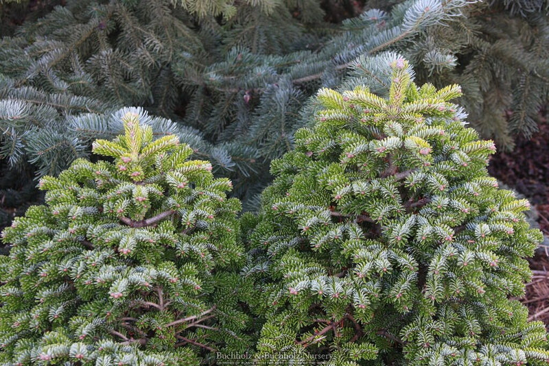 Abies nordmanniana 'Little Nordie' Dwarf Evergreen