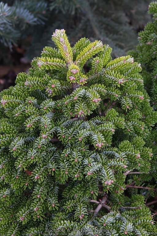 Abies nordmanniana 'Little Nordie' Dwarf Evergreen