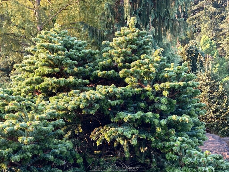 Abies nordmanniana 'Little Nordie' Dwarf Evergreen