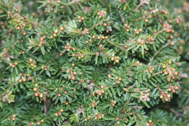 Tsuga diversifolia 'Loowit' Northern Japanese Hemlock