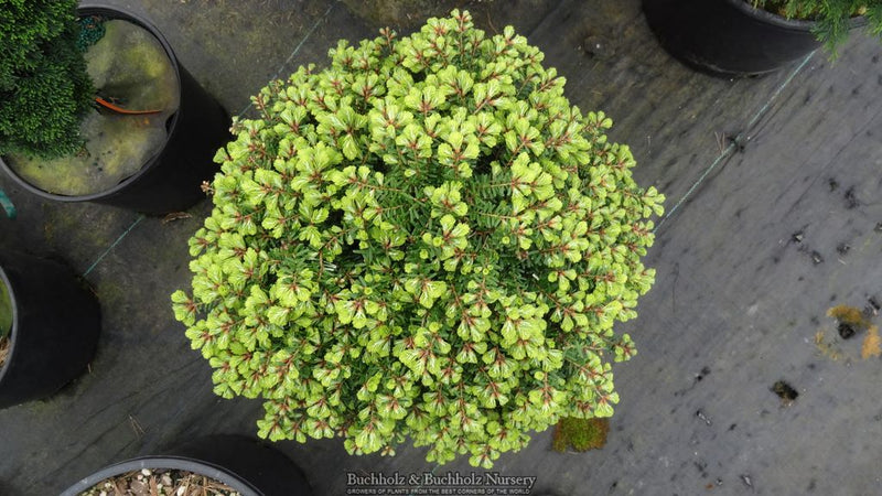 Tsuga diversifolia 'Loowit' Northern Japanese Hemlock