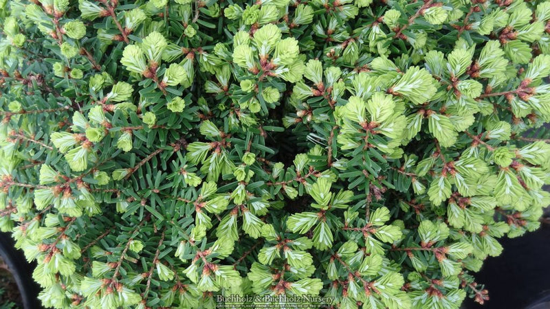 Tsuga diversifolia 'Loowit' Northern Japanese Hemlock