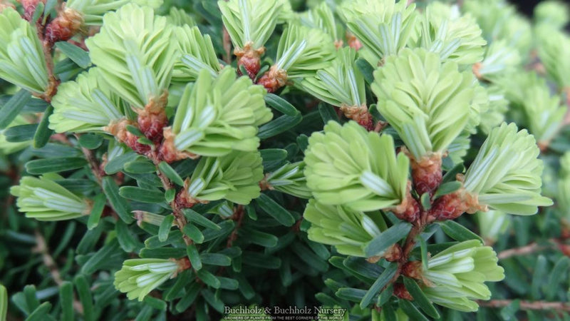 Tsuga diversifolia 'Loowit' Northern Japanese Hemlock
