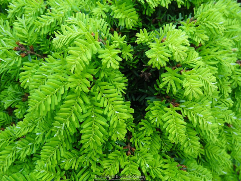 Tsuga diversifolia 'Loowit' Northern Japanese Hemlock
