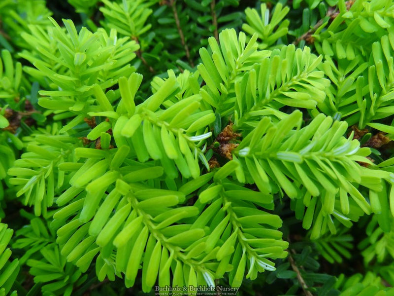 Tsuga diversifolia 'Loowit' Northern Japanese Hemlock
