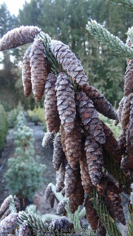 Picea glauca 'Mac Gold' Mac Gold White Spruce
